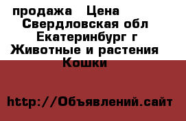 продажа › Цена ­ 3 000 - Свердловская обл., Екатеринбург г. Животные и растения » Кошки   